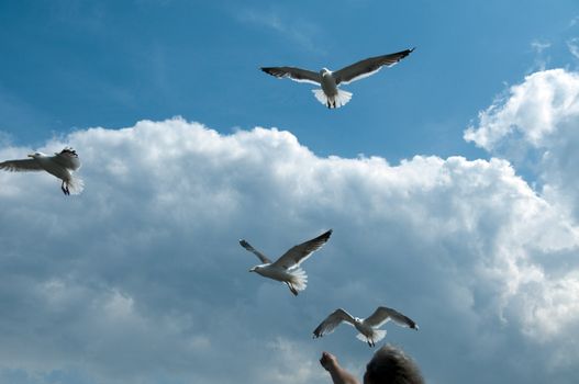 feeding the seagull with blue sky and clouds