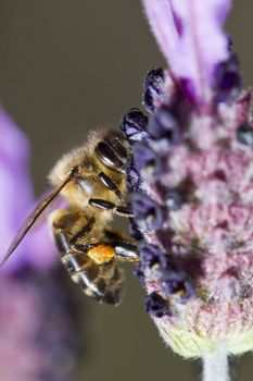 Close view of a honey bee on top of a flower.