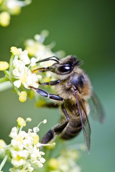 Close view of a honey bee on top of a flower.