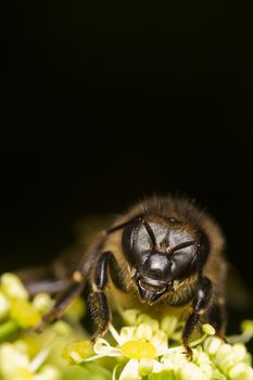 Close view of a honey bee on top of a flower.