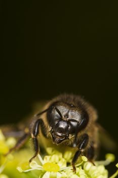 Close view of a honey bee on top of a flower.