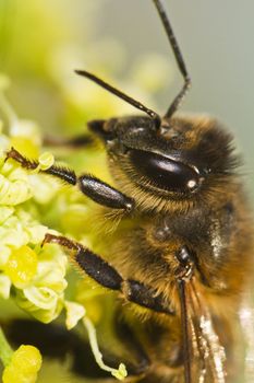 Close view of a honey bee on top of a flower.