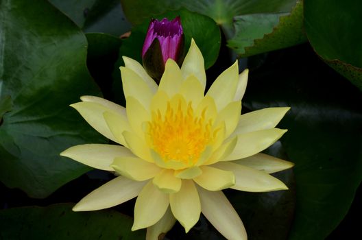 yellow lotus and violet lotus on green leaf background