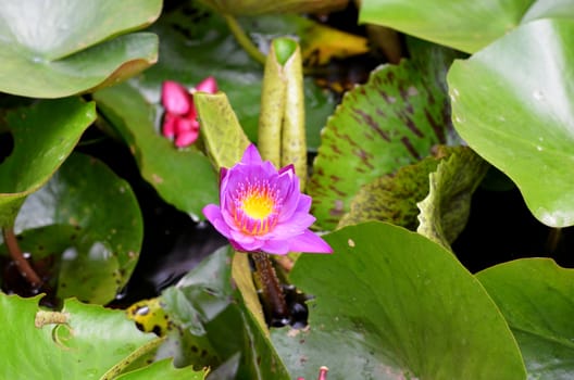 violet lotus on green leaf background .