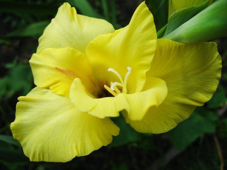 a beautiful flower of yellow gladiolus