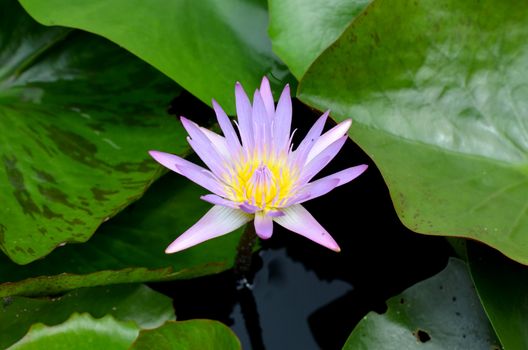 violet lotus on green leaf background