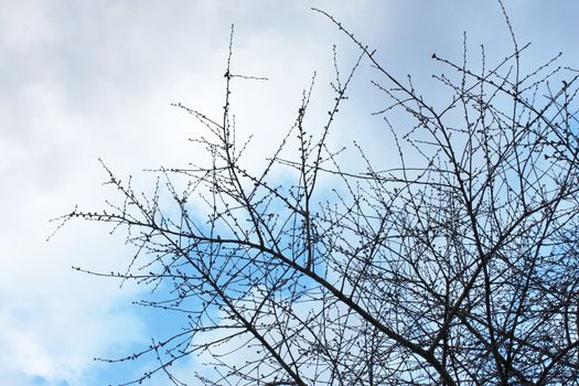 Silhouette of cherry tree branches in early spring with undiluted buds on the background of cloudy sky