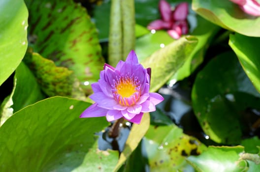 violet lotus on green leaf background