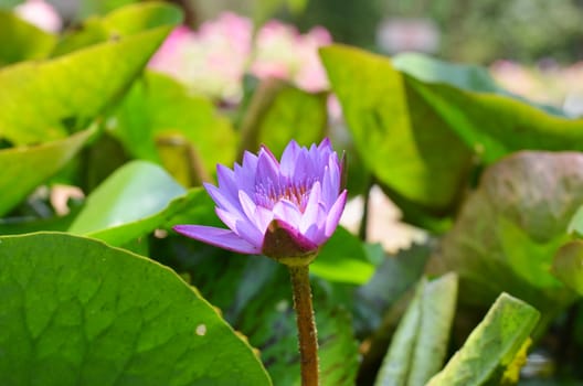 violet lotus on green leaf background
