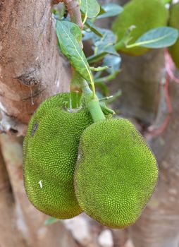 Jackfruit hanging on the tree