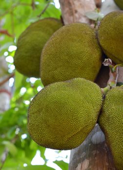 A tree branch full of jack fruits , jackfruit hanging on the tree