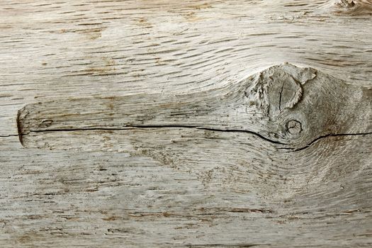 Structure of old wooden log with a knot and annual rings