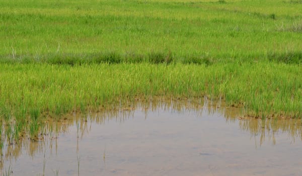 rice field , northeast  of thailand . 