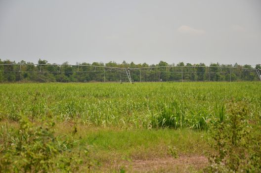 agricultural irrigation - field with young plants watered with a linear irrigator