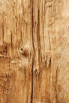 Structure of a new wooden broken log with a knot and annual rings