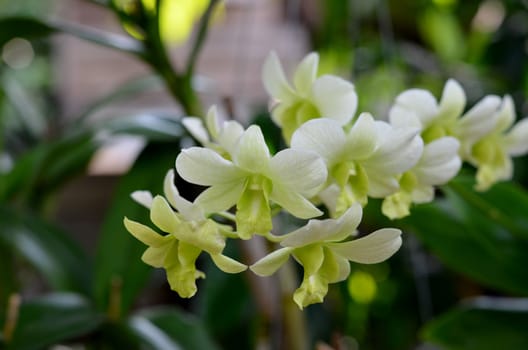 Nuevo green dendrobium orchids in garden
