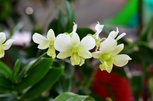 Nuevo green dendrobium orchids  in garden

