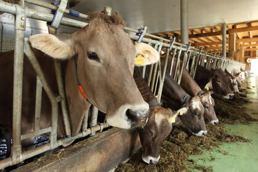 Photo of a large group of cows feeding at a farm.