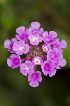 Close up view of the beautiful pink lantana camara flower.