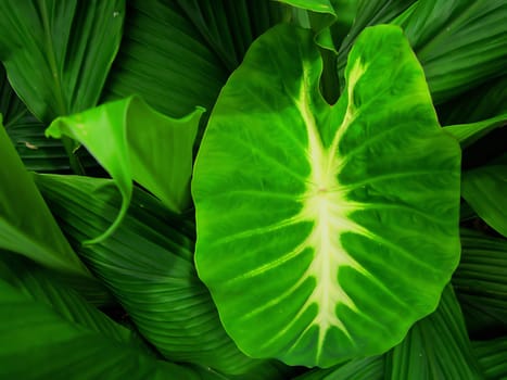 Elephant Ear or Taro (Latin Name: Colocasia esculenta 'Nancy's Revenge') is grown for its edible roots.  It is considered by scientists to be one of the earliest cultivated plants.  It is native to southeast Asia.