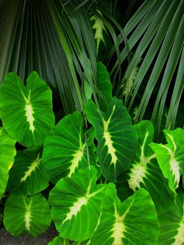 Elephant Ear or Taro (Latin Name: Colocasia esculenta 'Nancy's Revenge') shown at bottom is grown for its edible roots.  It is considered by scientists to be one of the earliest cultivated plants.  It is native to southeast Asia.