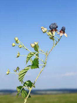 Bluish blackberry berries in summer on the background field and blue sky