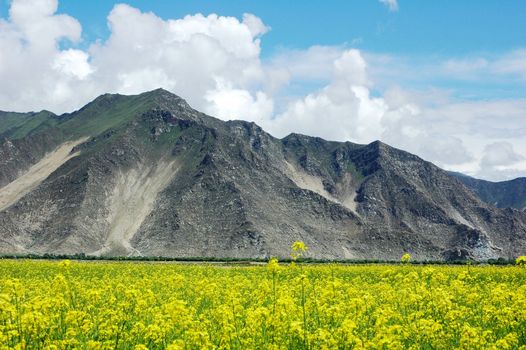 Landscape of blooming rapeseed fields at the foot of mountains