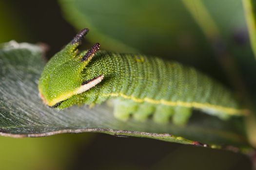 Close view of Arbutus Unedo caterpillar, Foxy Emperor (Charaxes jasius).