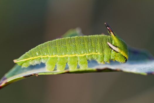 Close view of Arbutus Unedo caterpillar, Foxy Emperor (Charaxes jasius).