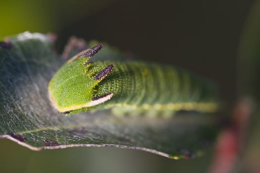 Close view of Arbutus Unedo caterpillar, Foxy Emperor (Charaxes jasius).