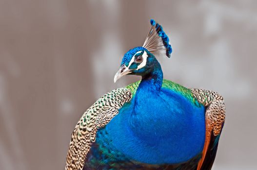 Bird_Indian Peafowl_Pavo cristatus_close up_isolated on out of focus brown background