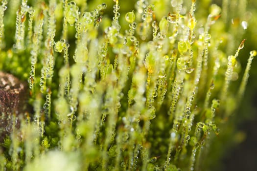 Close up view of forest moss in the early morning.