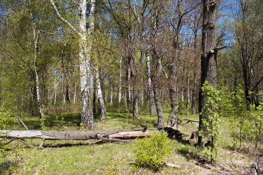 Little forest glade with lying tree trunk on a sunny spring day