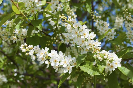 Blossoming bird cherry tree on blue sky background in spring time
