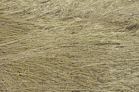 Close up of dry grass surface background