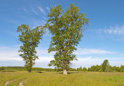 Country road between tall poplars, forest on background