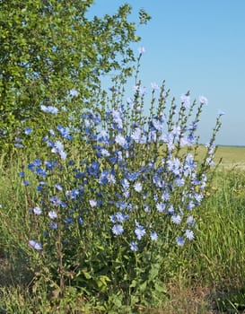 Blooming succory bush on blue sky background