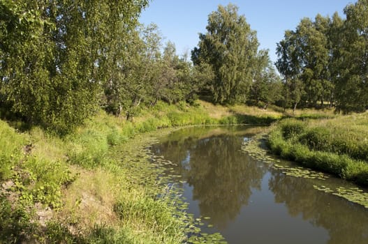 Still river with water lily in summer time