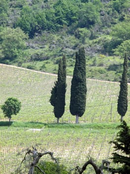 Tuscan landscape with vineyards, olive trees and cypresses