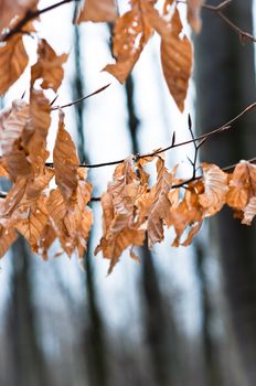 Late autumn leaves with blurry trees in background