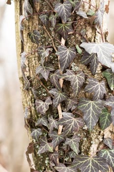 Ivy leaves on an trunk of tree