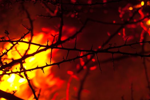 Wildfire burning with thorn in focus