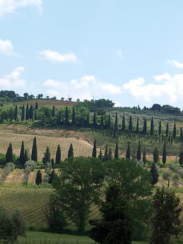 The hills surrounding Abbey of Sant'Antimo 