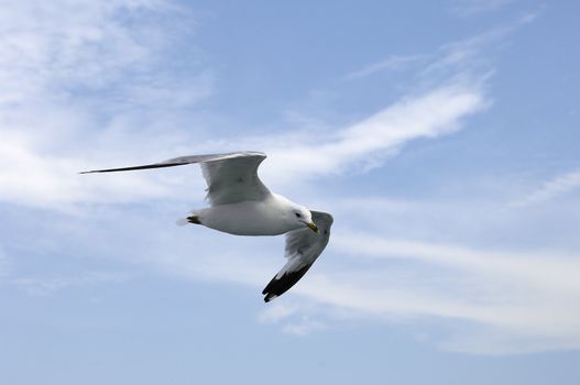 seagull flying in a cloudy sky