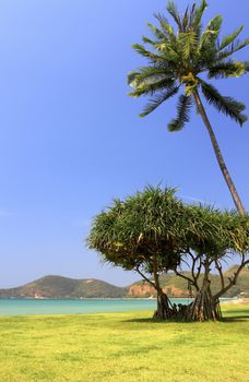 Palm tree on beach background