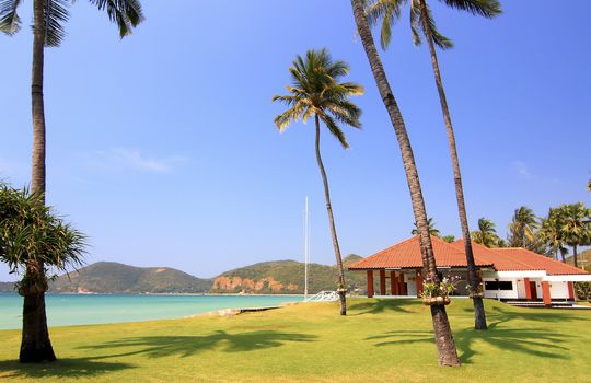 Palm tree on beach background