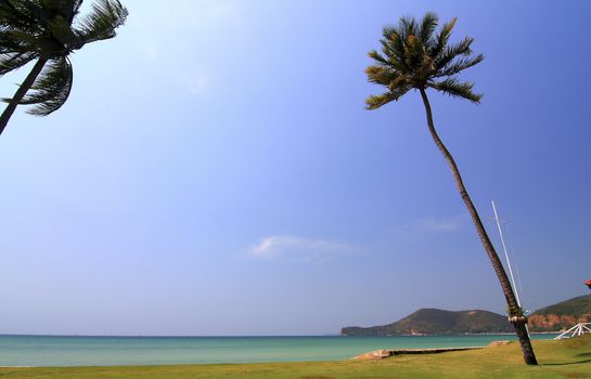 Palm tree on beach background