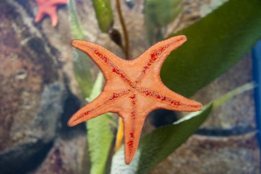A bright orange starfish stuck to the side of some glass