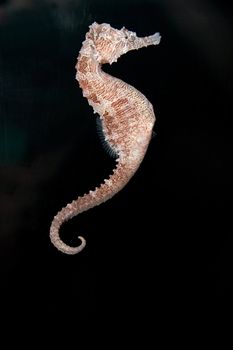 A close photo of a small seahorse
