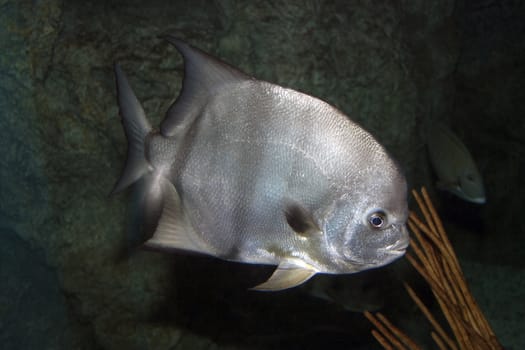 A close photo of a silver Lookdown Fish 